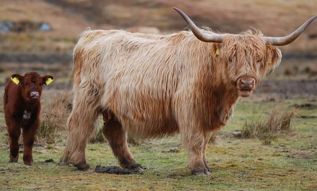 The Best Time to Visit the Scottish Highlands for Hiking, Midges and Crowds